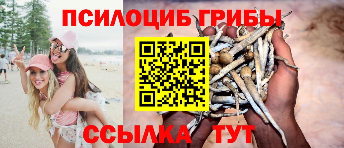 Великий Устюг  Галлюциногенные грибы Psilocybine cubensis  что такое   Вход с VPN 